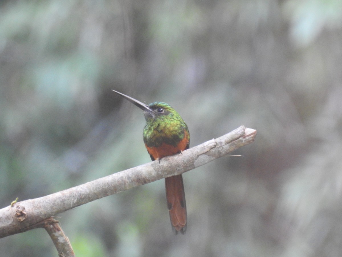 Bluish-fronted Jacamar - Raul Afonso Pommer-Barbosa - Amazon Birdwatching