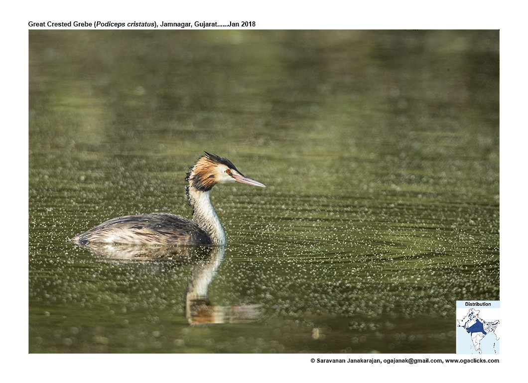 Great Crested Grebe - ML617236563