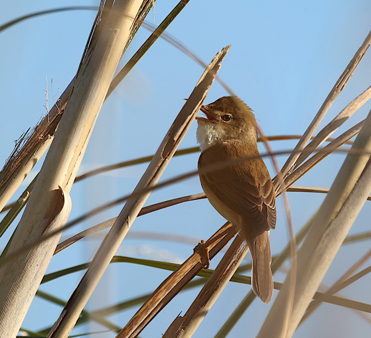 Common Reed Warbler - ML617236613