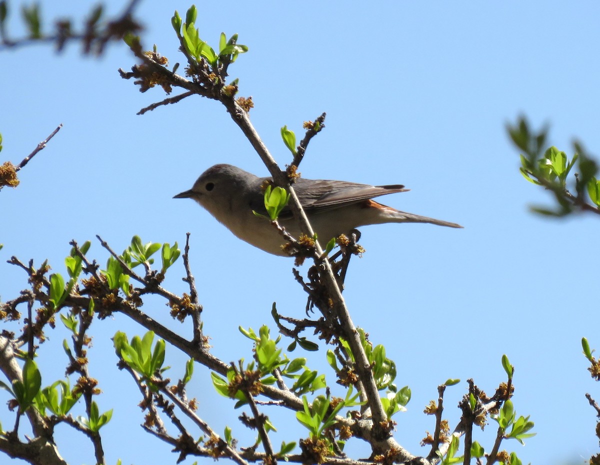 Lucy's Warbler - ML617236644