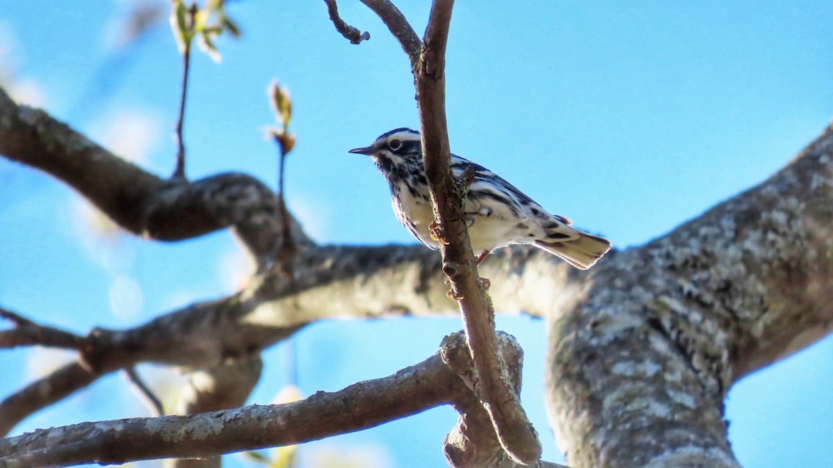 Black-and-white Warbler - ML617236676