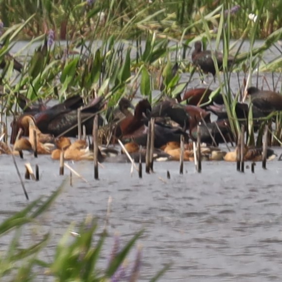 Fulvous Whistling-Duck - ML617236915