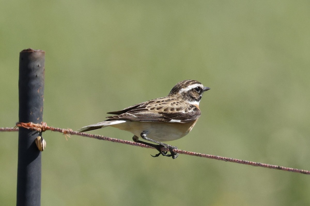 Whinchat - ML617236978