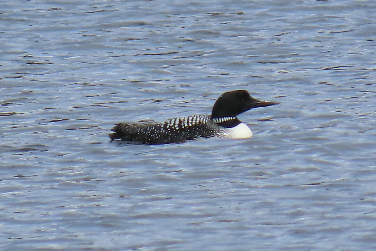 Common Loon - Peter & Jane Wolfe