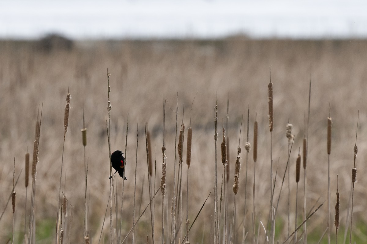 Red-winged Blackbird - Wayne Lattuca