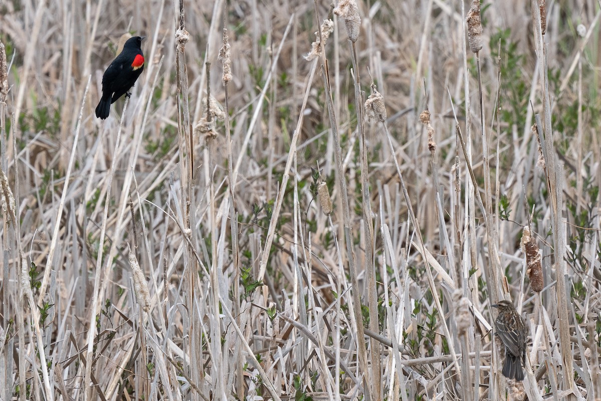 Red-winged Blackbird - ML617237016