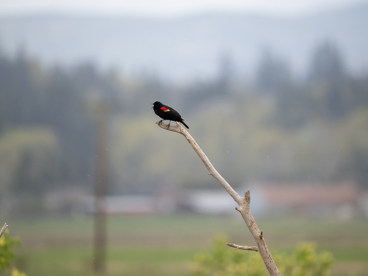 Red-winged Blackbird - ML617237017