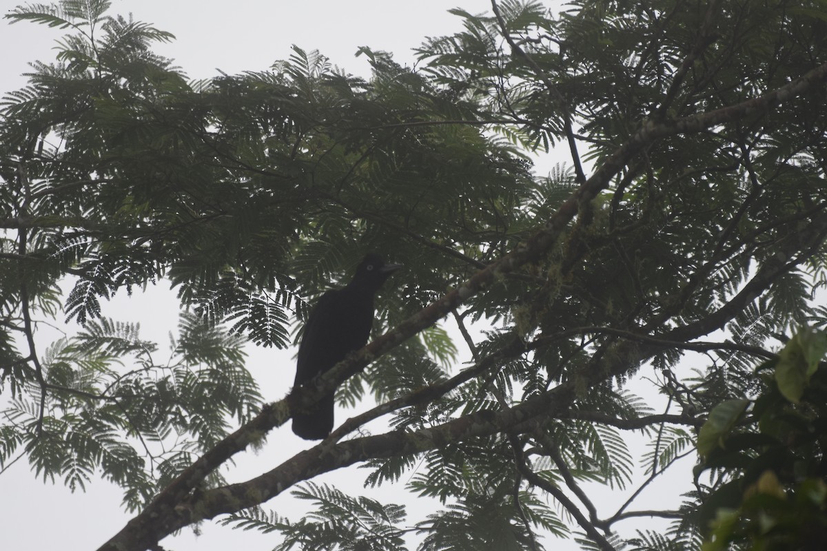 Amazonian Umbrellabird - ML617237184