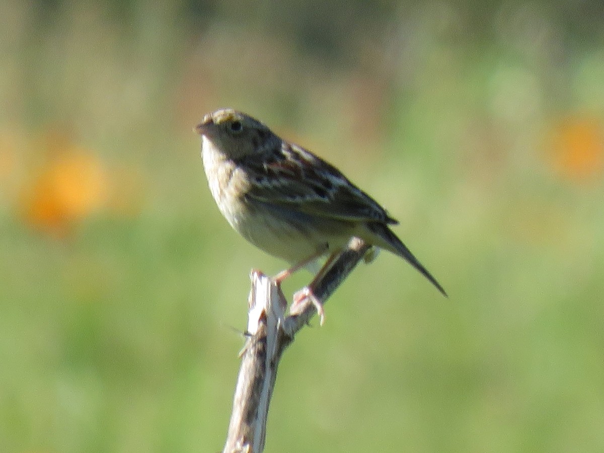 Grasshopper Sparrow - ML617237208