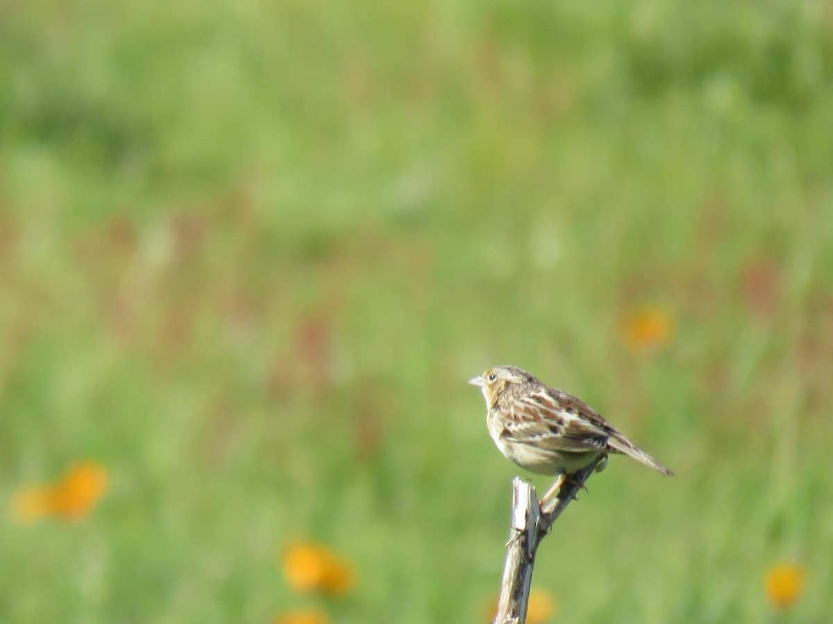 Grasshopper Sparrow - ML617237209