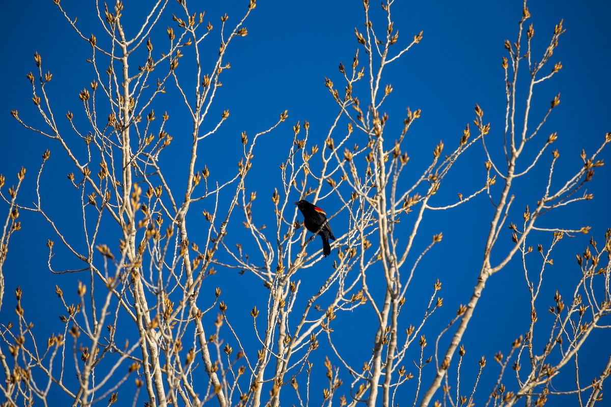 Red-winged Blackbird - Chris Denzel