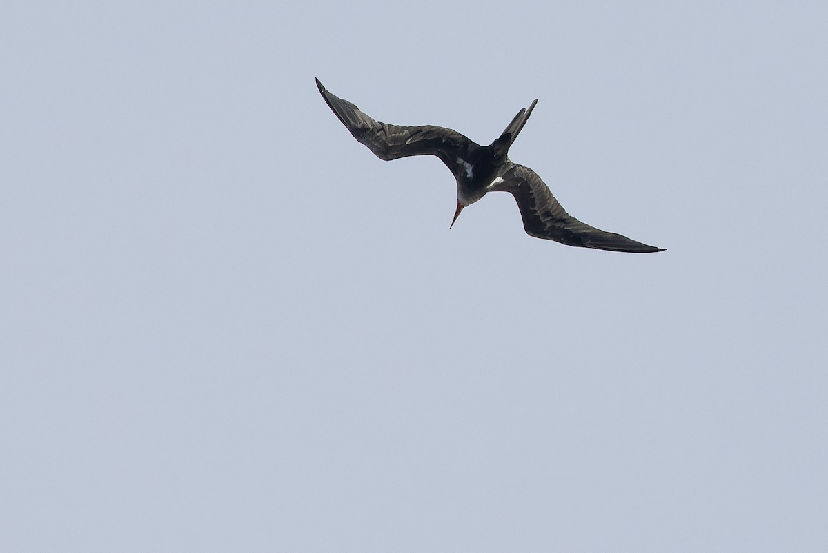 Lesser Frigatebird (Lesser) - ML617237282