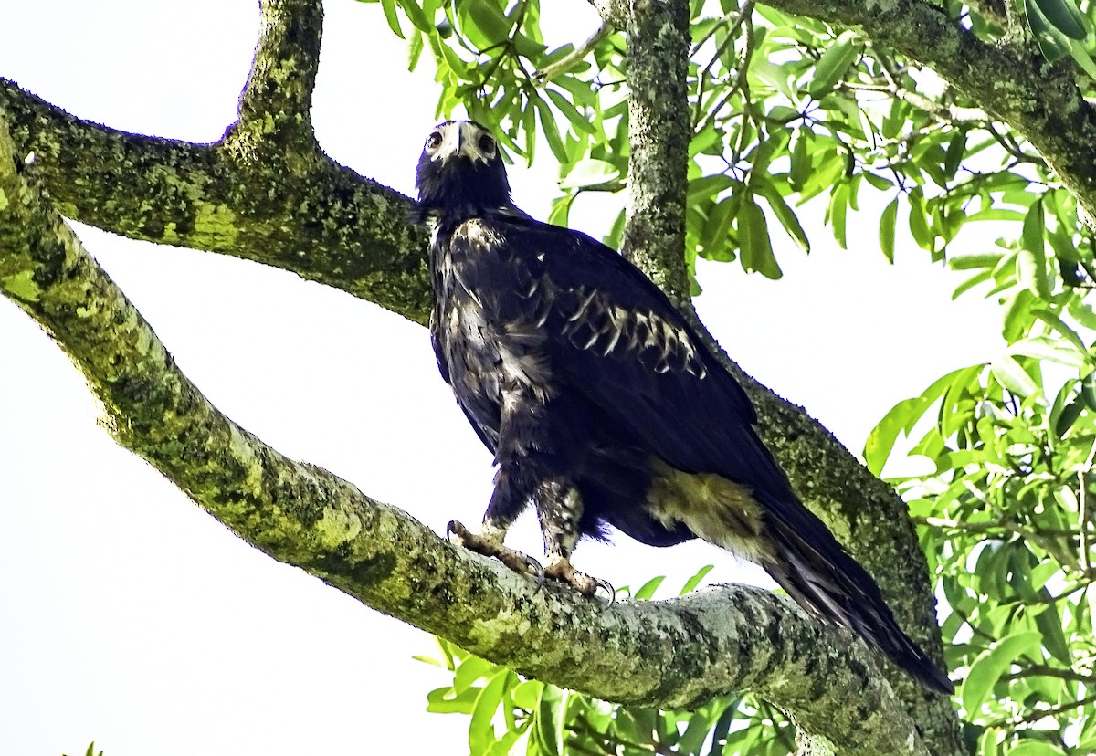 Wedge-tailed Eagle - ML617237300