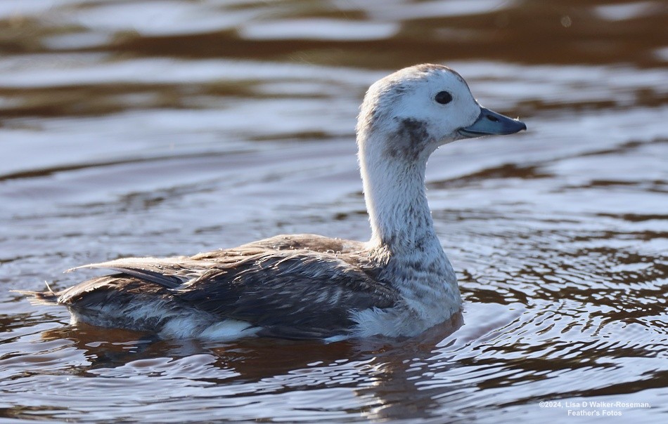 Long-tailed Duck - ML617237345