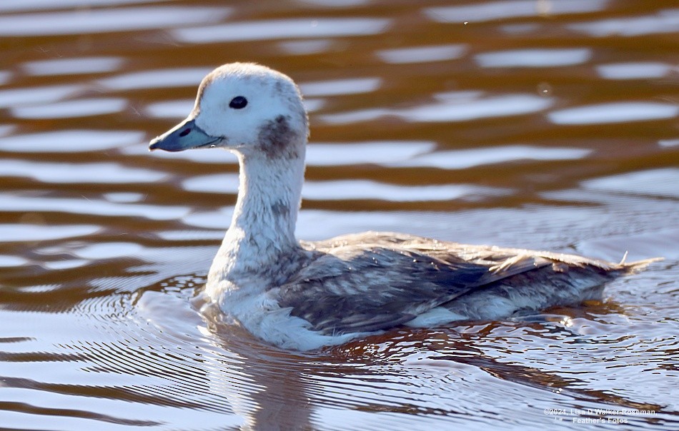 Long-tailed Duck - ML617237346