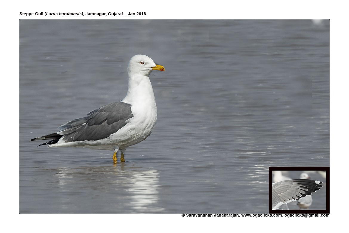Lesser Black-backed Gull (Steppe) - ML617237466