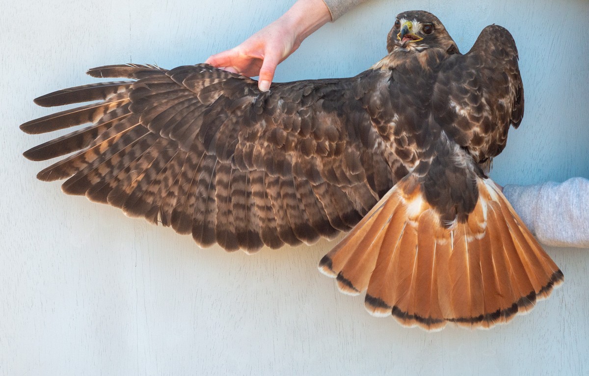 Red-tailed Hawk (abieticola) - ML617237497