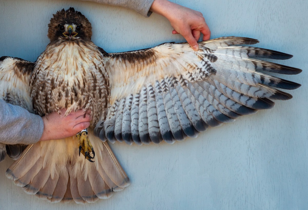 Red-tailed Hawk (abieticola) - ML617237498
