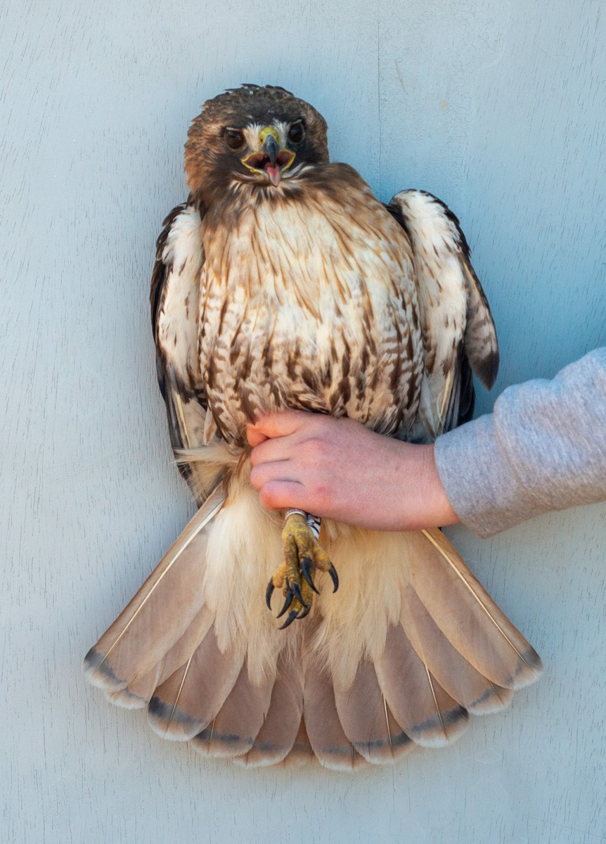 Red-tailed Hawk (abieticola) - ML617237499