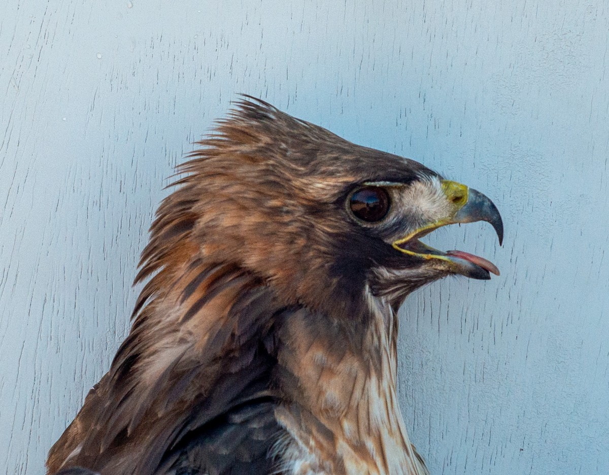 Red-tailed Hawk (abieticola) - ML617237500