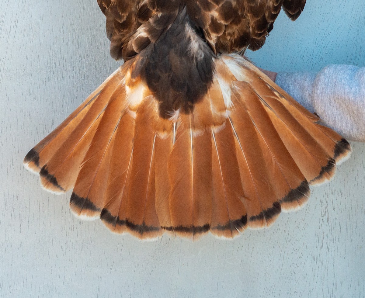Red-tailed Hawk (abieticola) - ML617237501