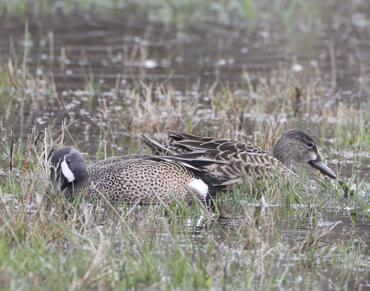 Blue-winged Teal - ML617237505