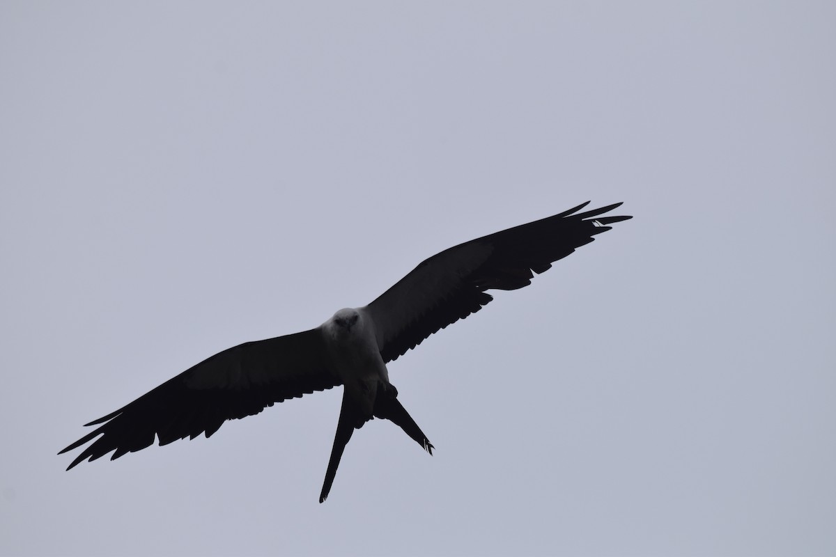 Swallow-tailed Kite - ML617237551
