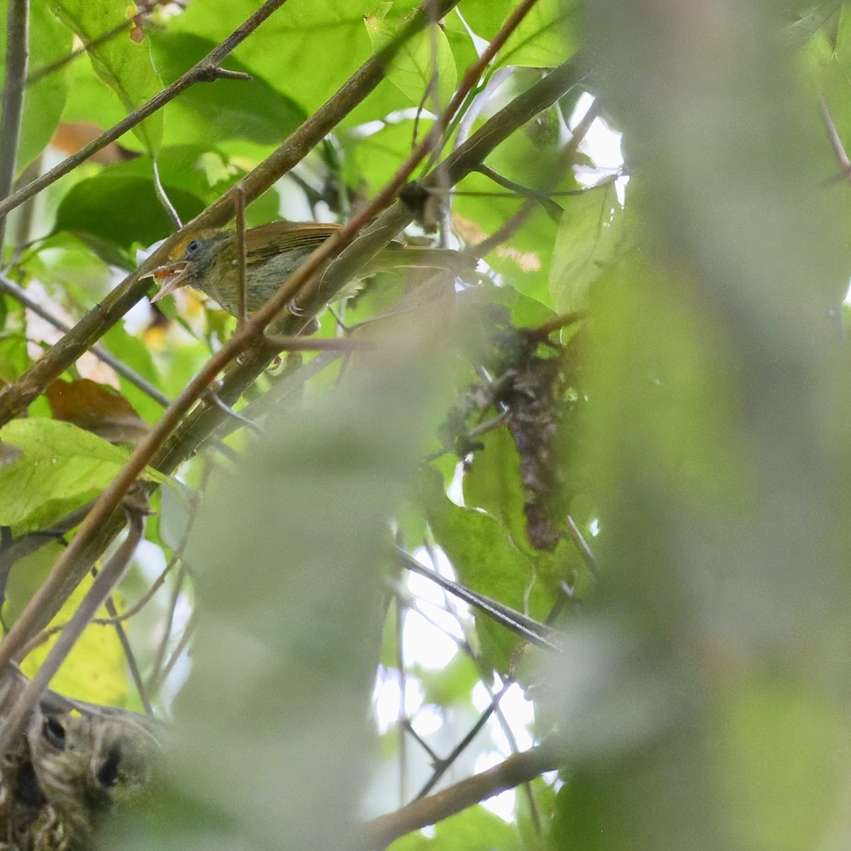 Tawny-crowned Greenlet - ML617237565