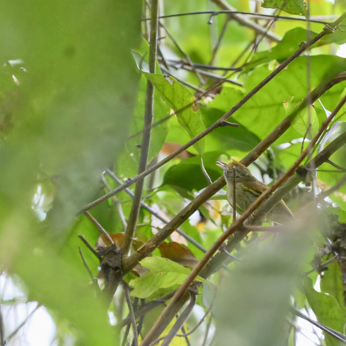 Tawny-crowned Greenlet - ML617237566