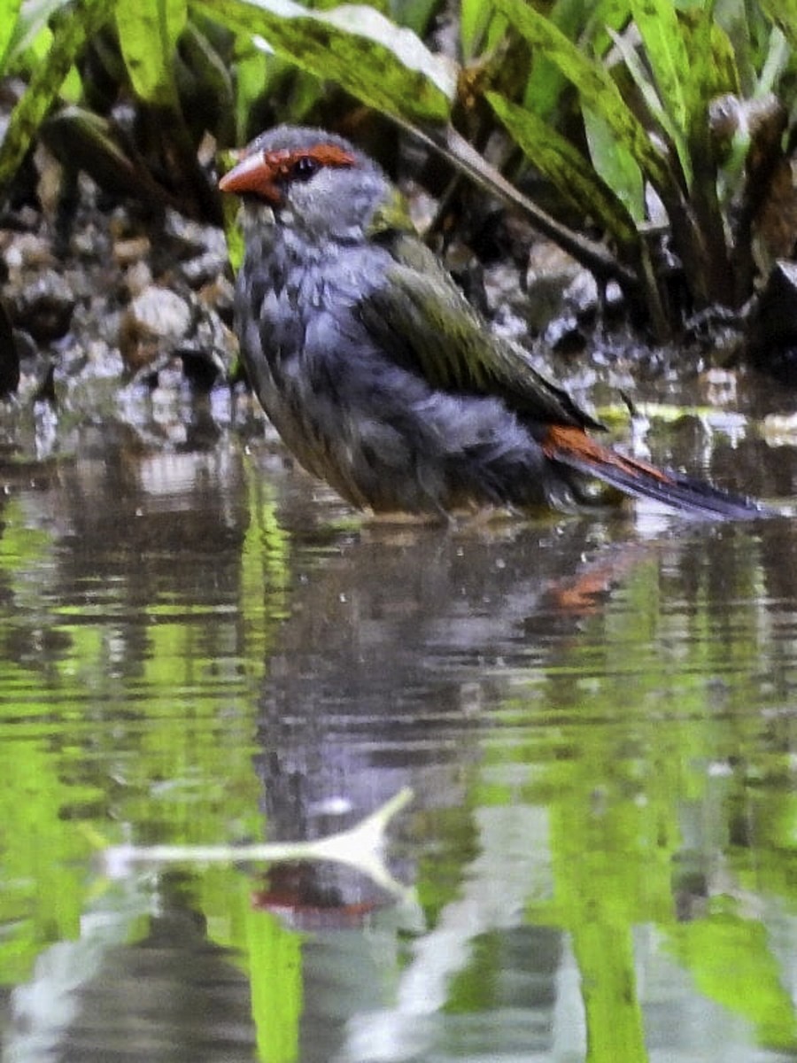 Red-browed Firetail - ML617237684