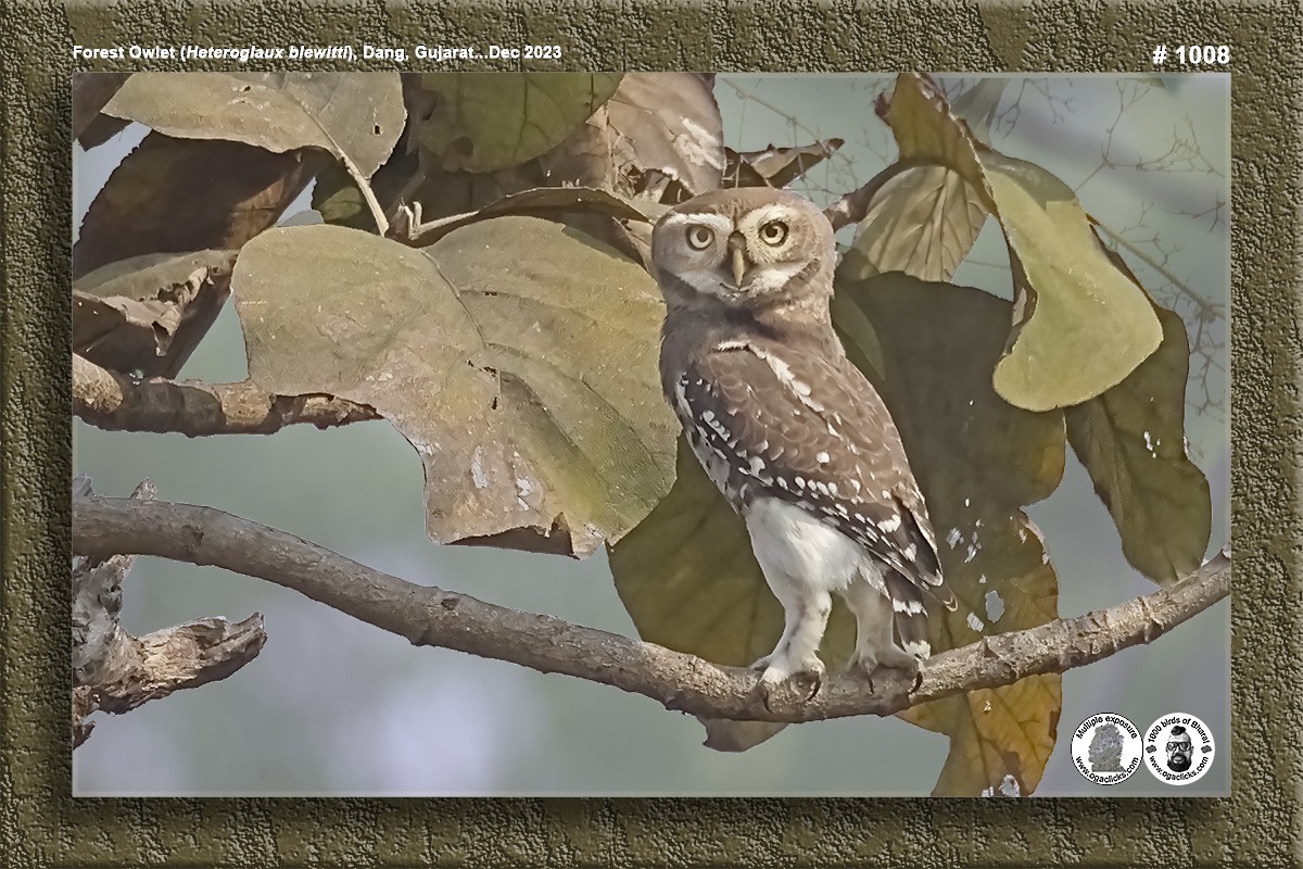 Forest Owlet - ML617237784