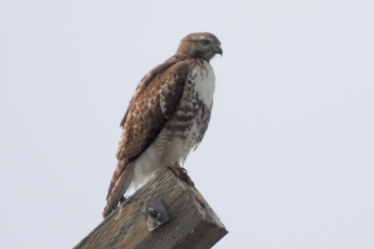 Red-tailed Hawk - ML617237805