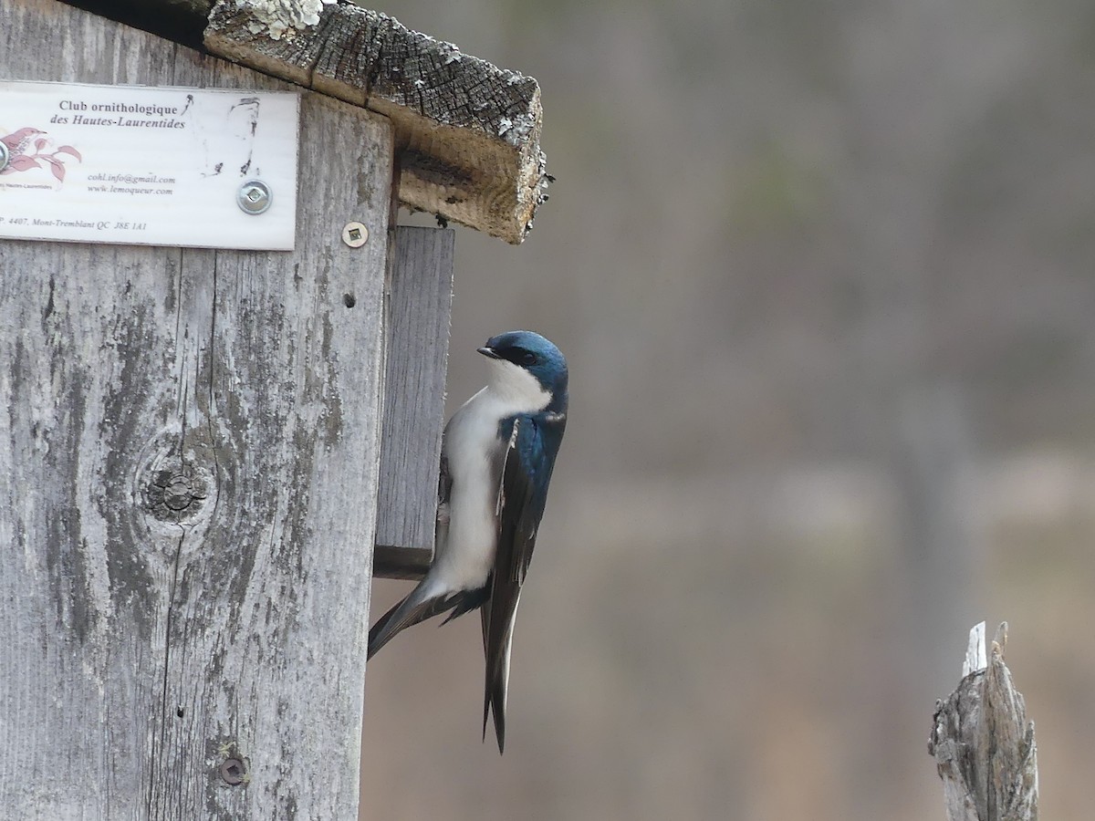 Tree Swallow - claudine lafrance cohl