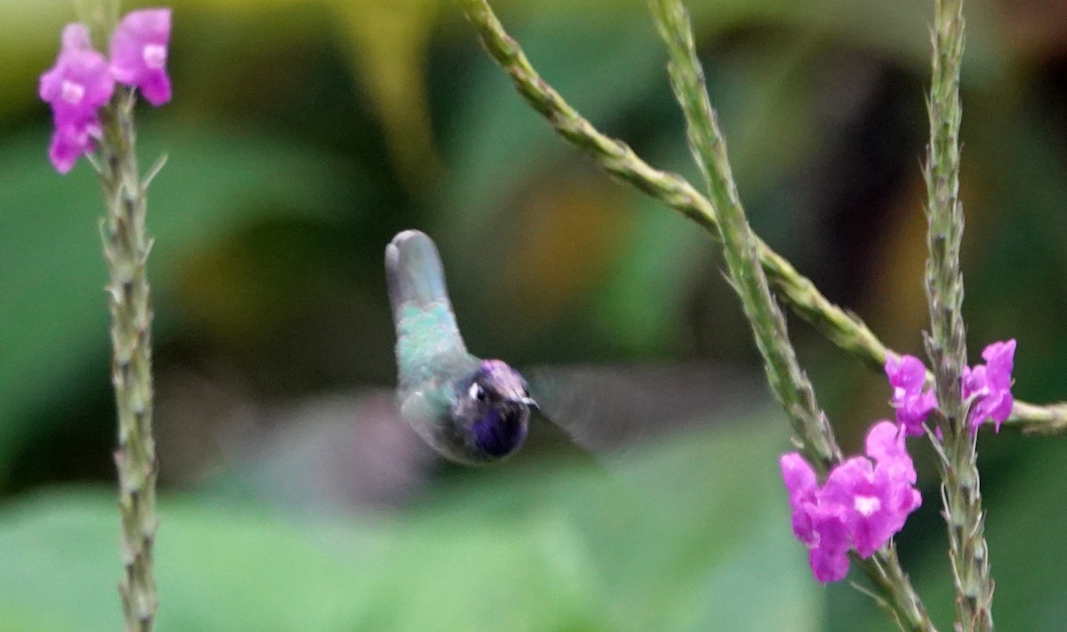 Violet-headed Hummingbird - Peter Blancher