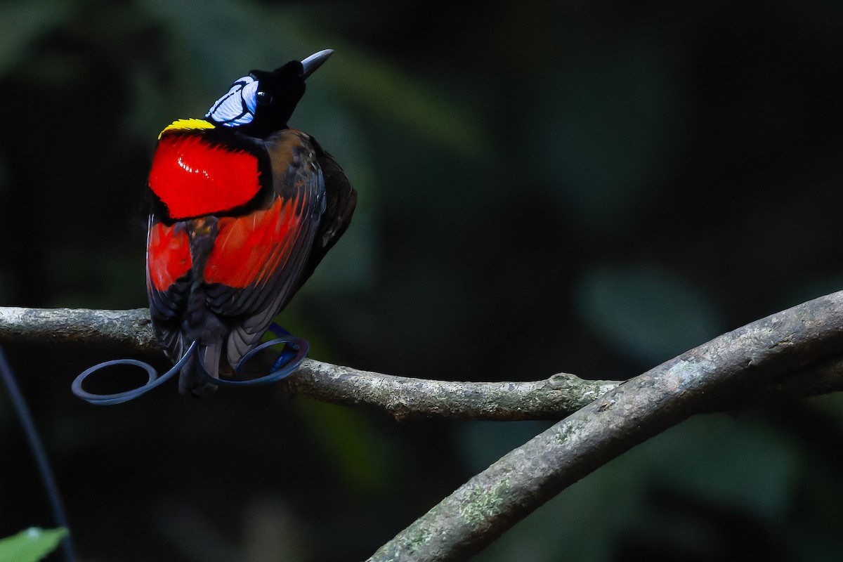 Wilson's Bird-of-Paradise - Joachim Bertrands