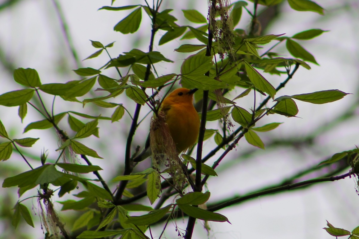 Prothonotary Warbler - ML617238112