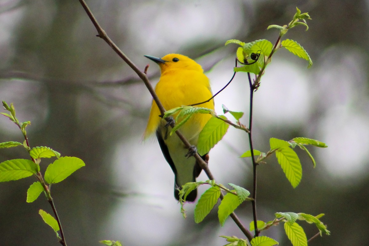 Prothonotary Warbler - ML617238113