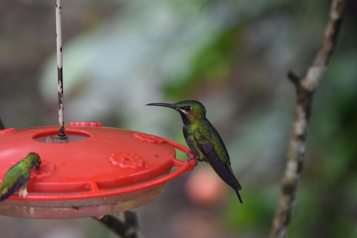 kolibřík zelenoprsý - ML617238144