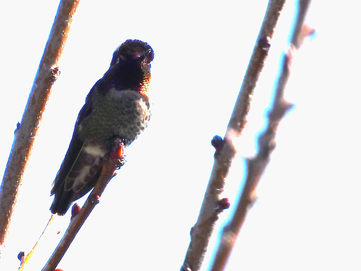Anna's Hummingbird - ML617238166