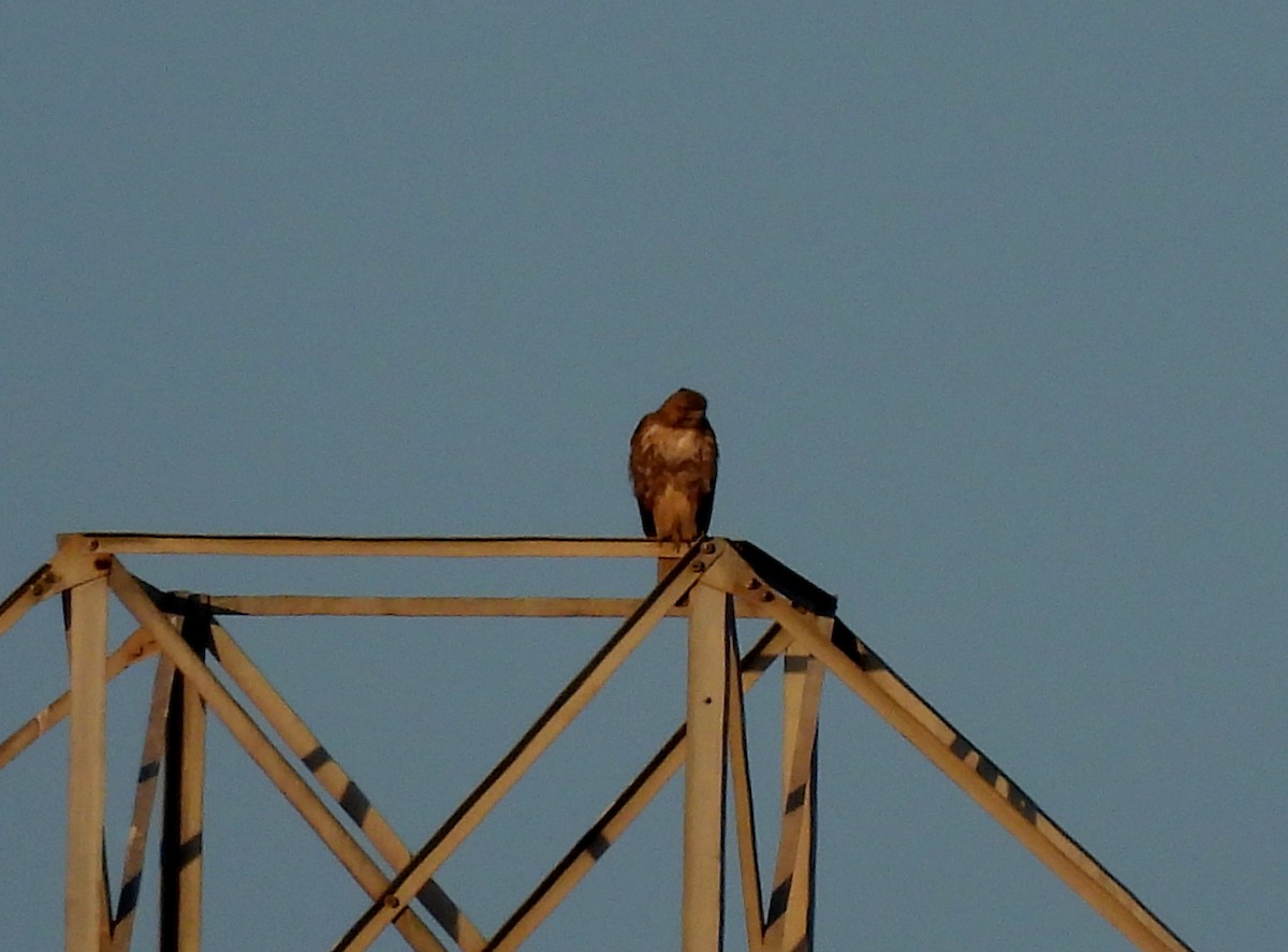 Red-tailed Hawk - ML617238243
