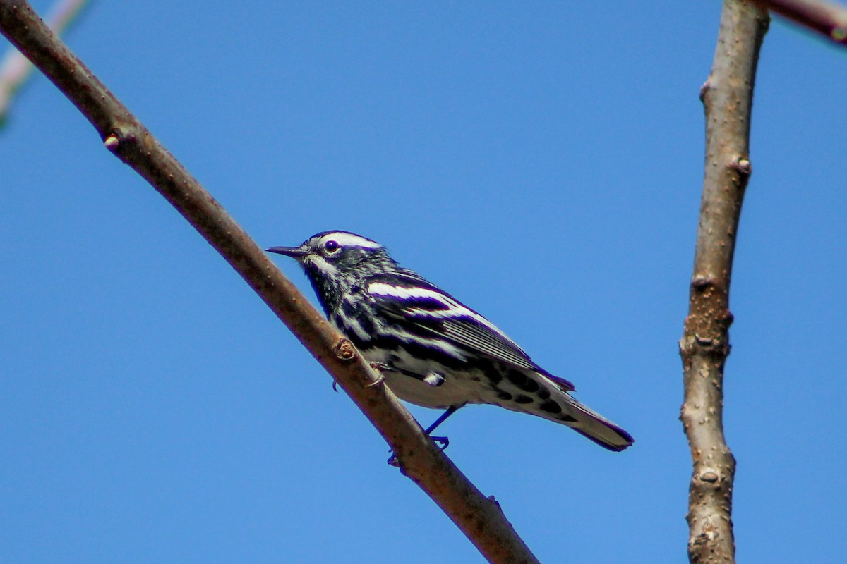Black-and-white Warbler - ML617238285