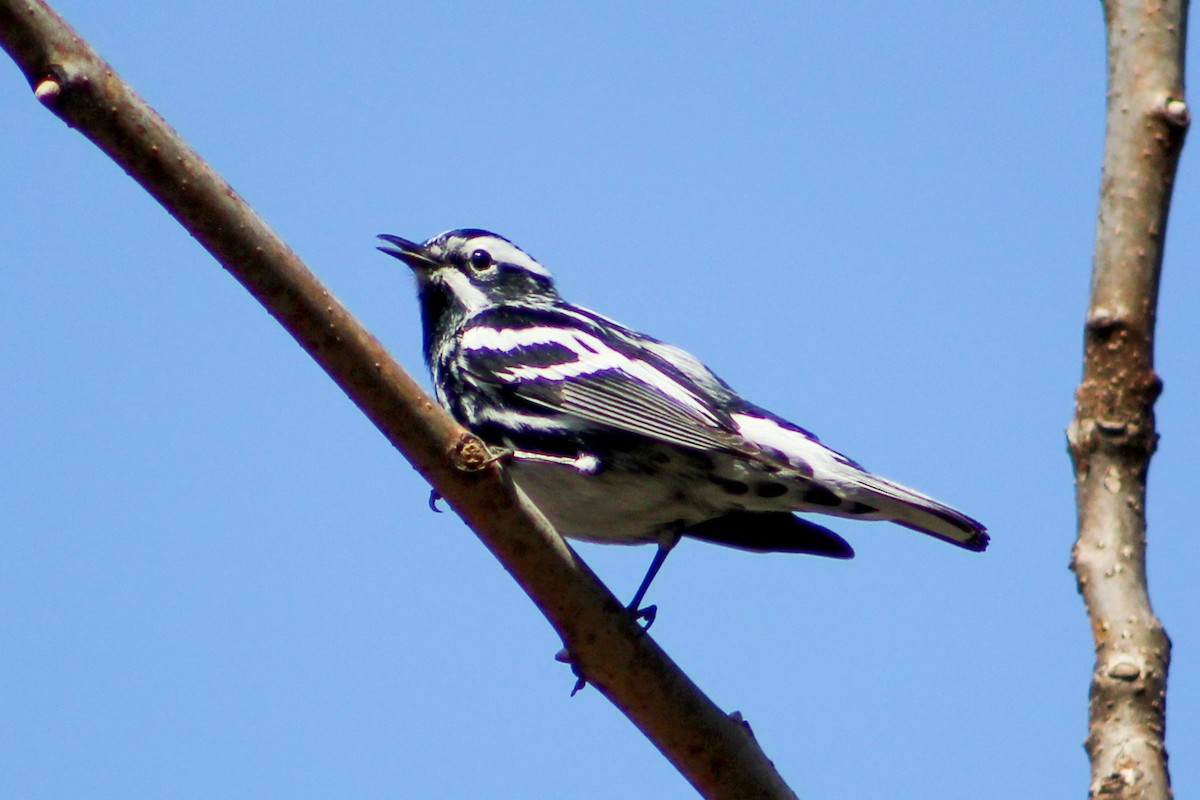 Black-and-white Warbler - ML617238286