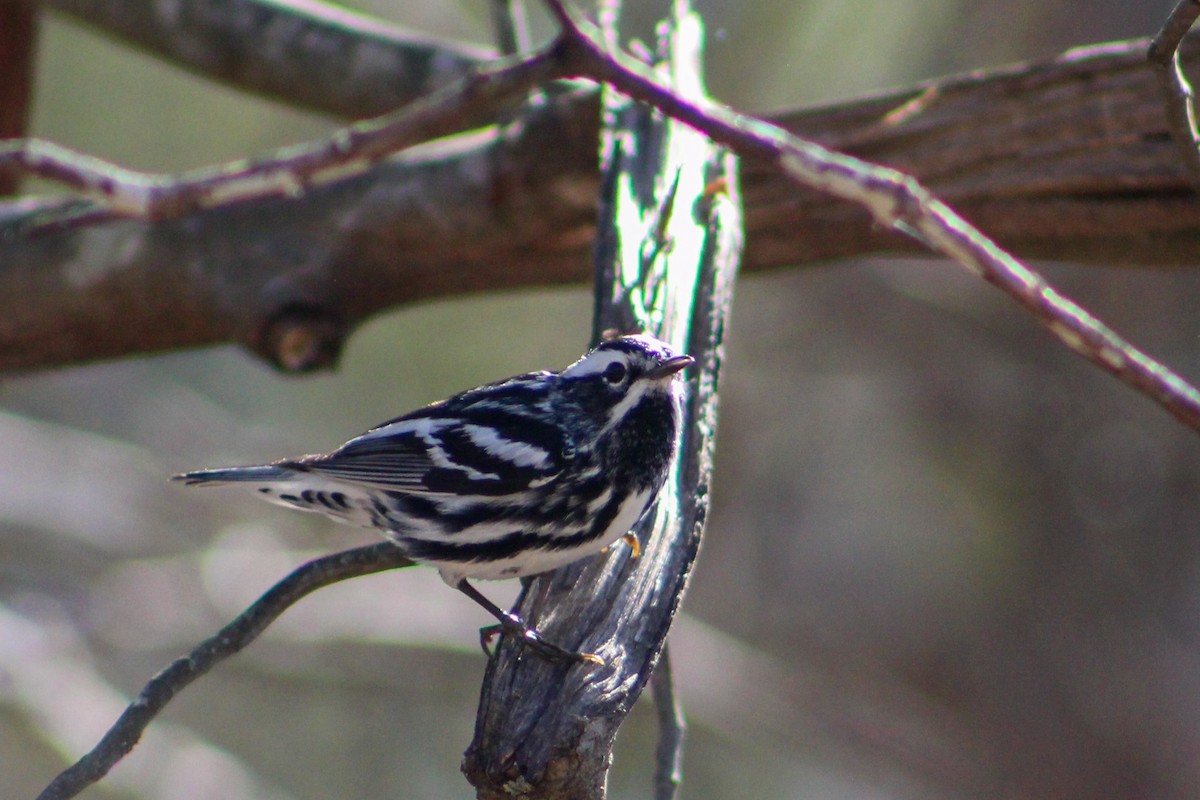 Black-and-white Warbler - ML617238288