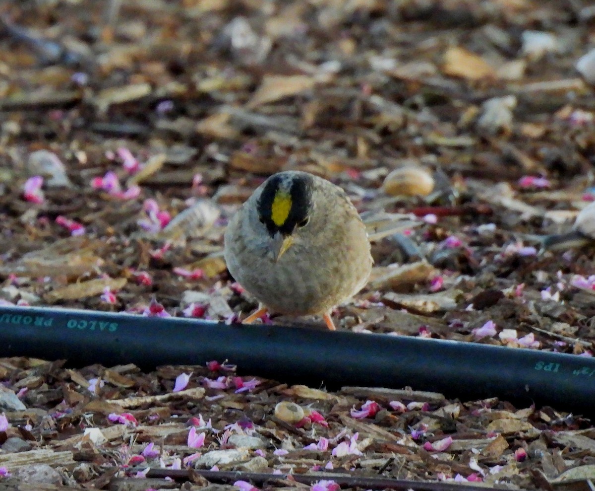 Golden-crowned Sparrow - ML617238309