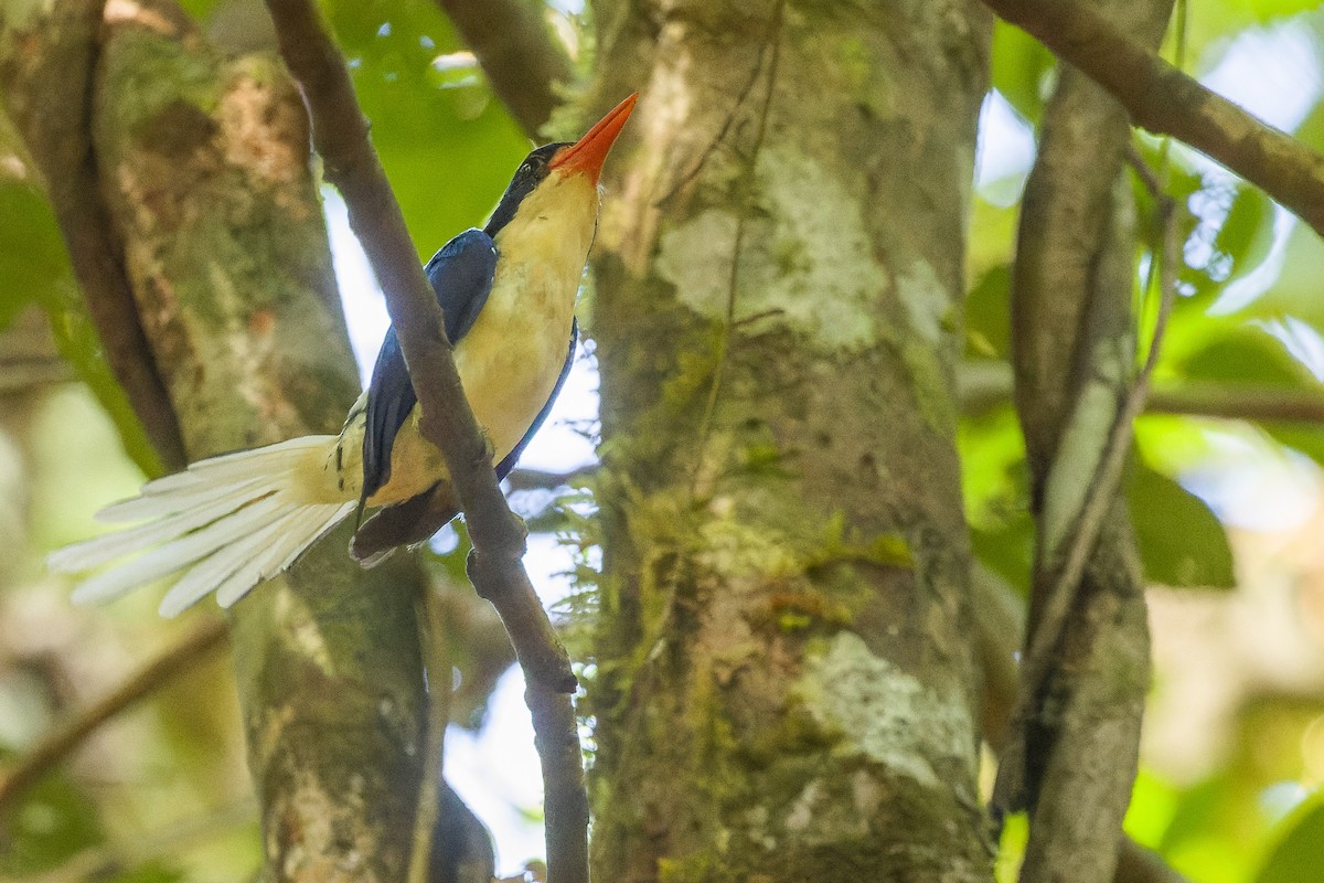 Common Paradise-Kingfisher - Joachim Bertrands
