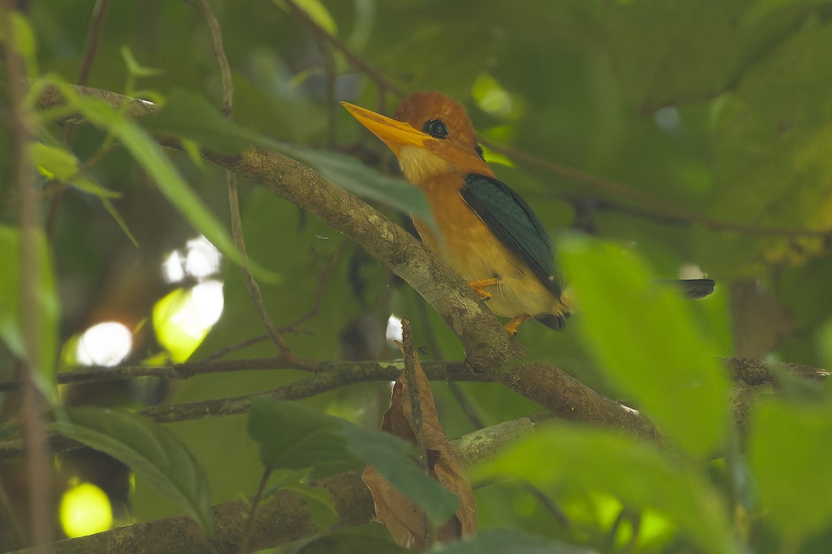 Yellow-billed Kingfisher - ML617238389