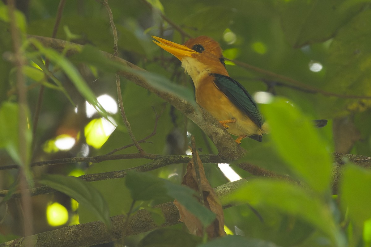 Yellow-billed Kingfisher - Joachim Bertrands