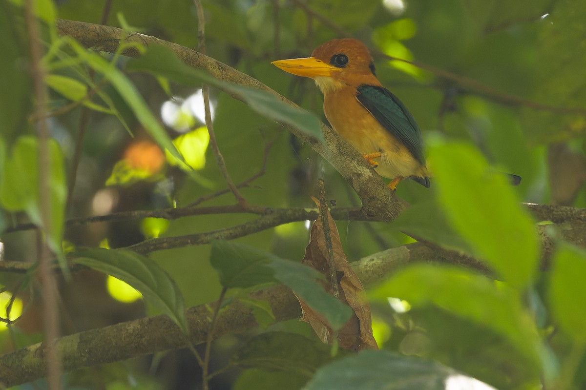 Yellow-billed Kingfisher - ML617238392