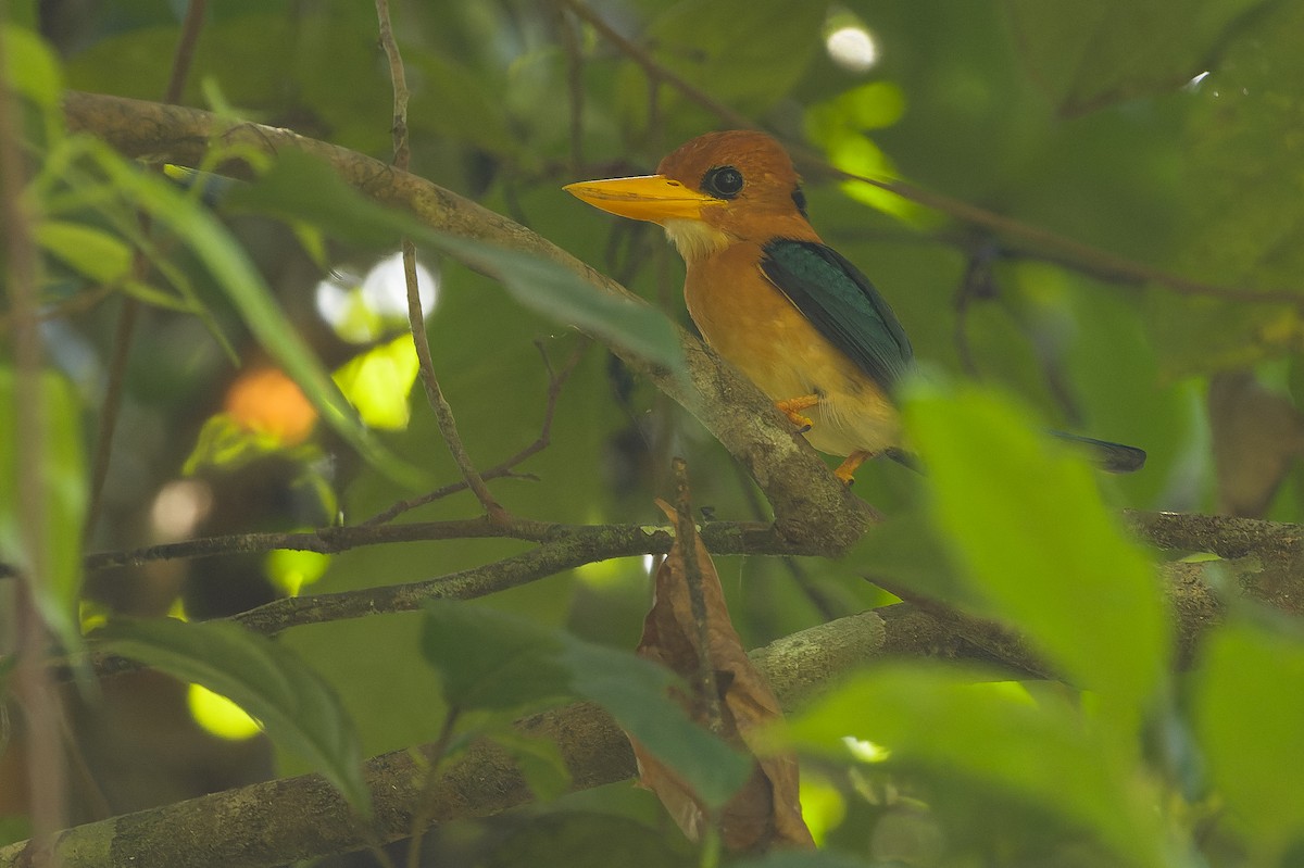 Yellow-billed Kingfisher - ML617238393