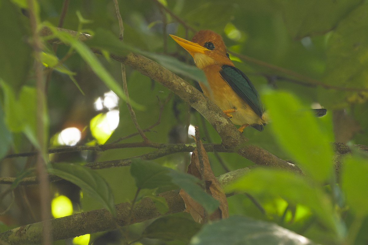 Yellow-billed Kingfisher - ML617238394